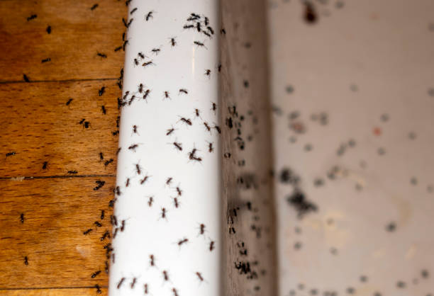 Best Insect Control  in Meadow Vale, KY